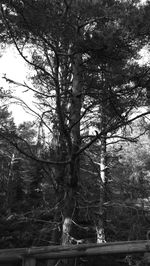 Low angle view of trees against sky