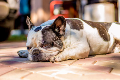 Close-up of dog