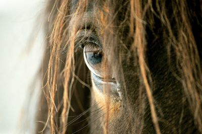 Close-up of horse eye