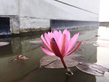 Close-up of pink water lily in lake