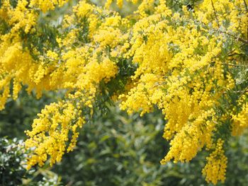 Close-up of yellow flowering plant