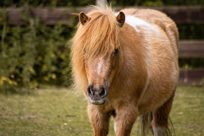 Close-up of horse standing on field