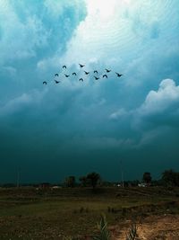 Low angle view of birds flying in the sky
