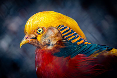 Close-up of multi colored bird