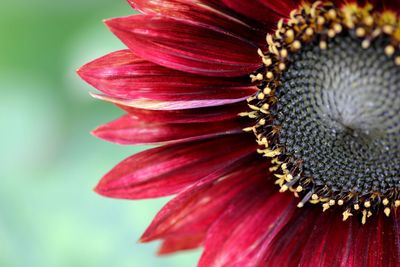 Close-up of red flower