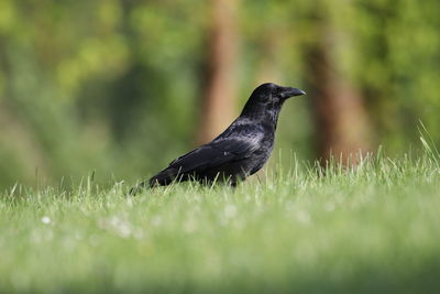 Bird on grass