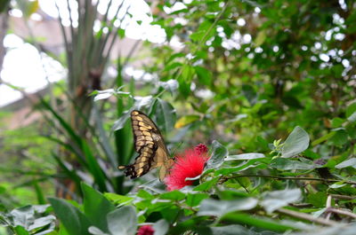 Close-up of butterfly pollinating on flower