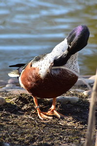 Close-up of bird on lakeshore