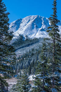 Pine trees on snowcapped mountains against sky
