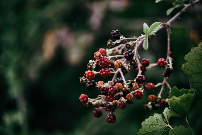 Close-up of berries growing on tree