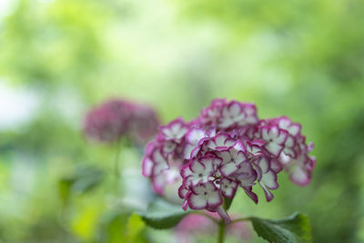 Close-up of pink flowering plant