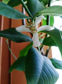 Close-up of flowering plant