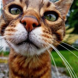 Close-up portrait of cat