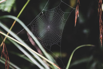 Close-up of spider on web