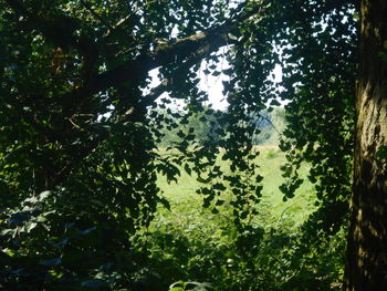 plant