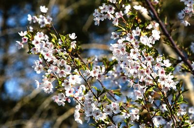 Close-up of pink flowers blooming on tree