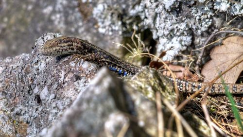 Close-up of insect on tree