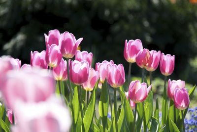 Close-up of pink tulips blooming outdoors