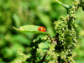 Close-up of ladybug on plant