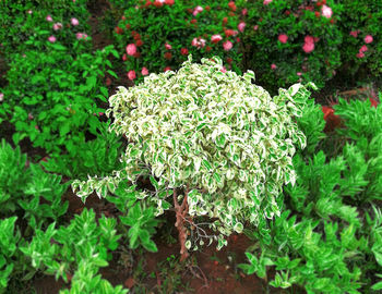 High angle view of insect on plant