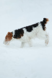 Dog walking outdoor in snow in winter time