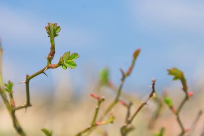 Close-up of flowering plant