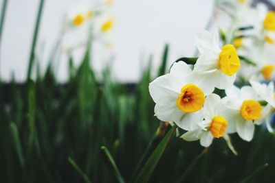 Close-up of white flowers blooming outdoors