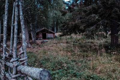 House amidst trees and plants in forest