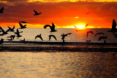 Silhouette birds flying over sea during sunset