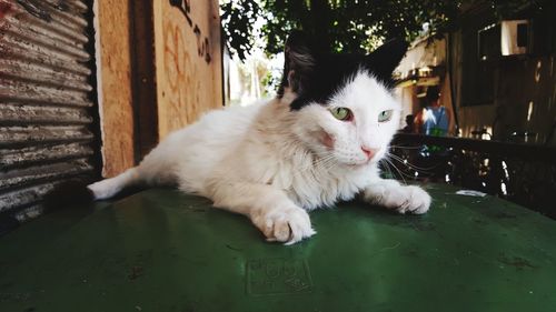 Close-up portrait of a cat