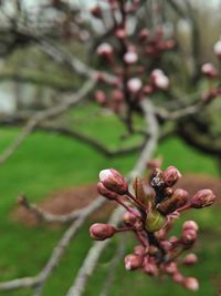 Close-up of flowering plant against blurred background