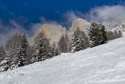 Snow covered land and trees against sky