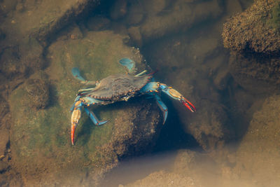 Close-up of crab