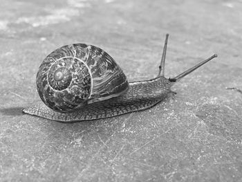 Close-up of snail