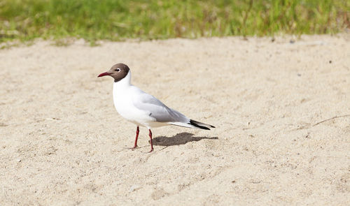 Seagull perching on a sand