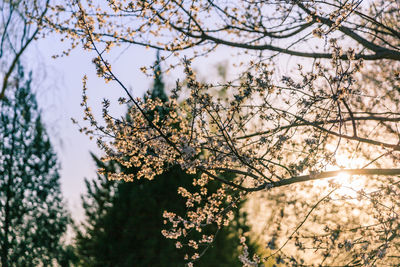 Low angle view of tree