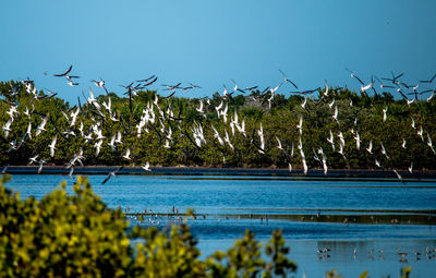 Scenic view of swimming pool against clear sky