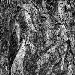 Full frame shot of tree trunk