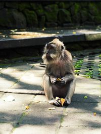 Monkey sitting outdoors