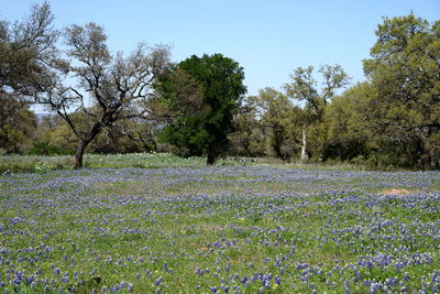 Scenic view of flowering plants and trees on field against sky