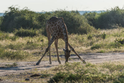 Giraffe standing on field during sunny day