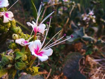 Close-up of pink flowering plant