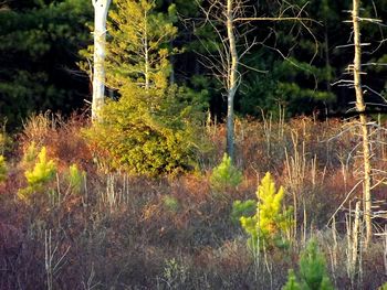 Trees in forest