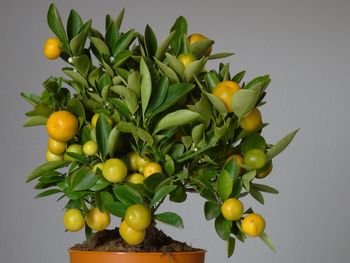 Close-up of fruit plant against white background