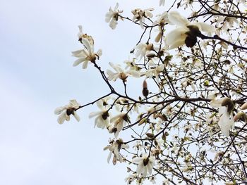 Low angle view of white flowers blooming on tree