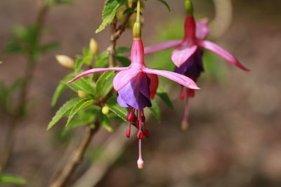 Close-up of pink flowering plant