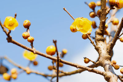 Low angle view of yellow flowers growing on tree against sky