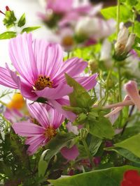 Close-up of pink flowering plants