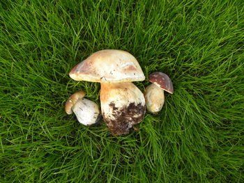 High angle view of mushrooms on grass