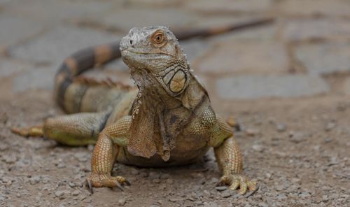 Close-up of lizard on land